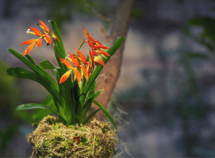 Tajemnicza Piękność Kwiatu Bromelia: Odkryj Fascynujący Świat Roślin